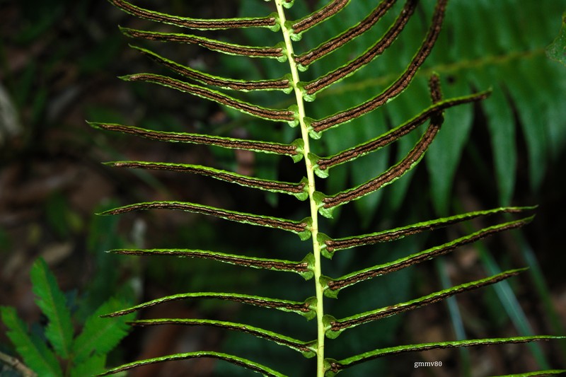 Blechnum auriculatum photo 5