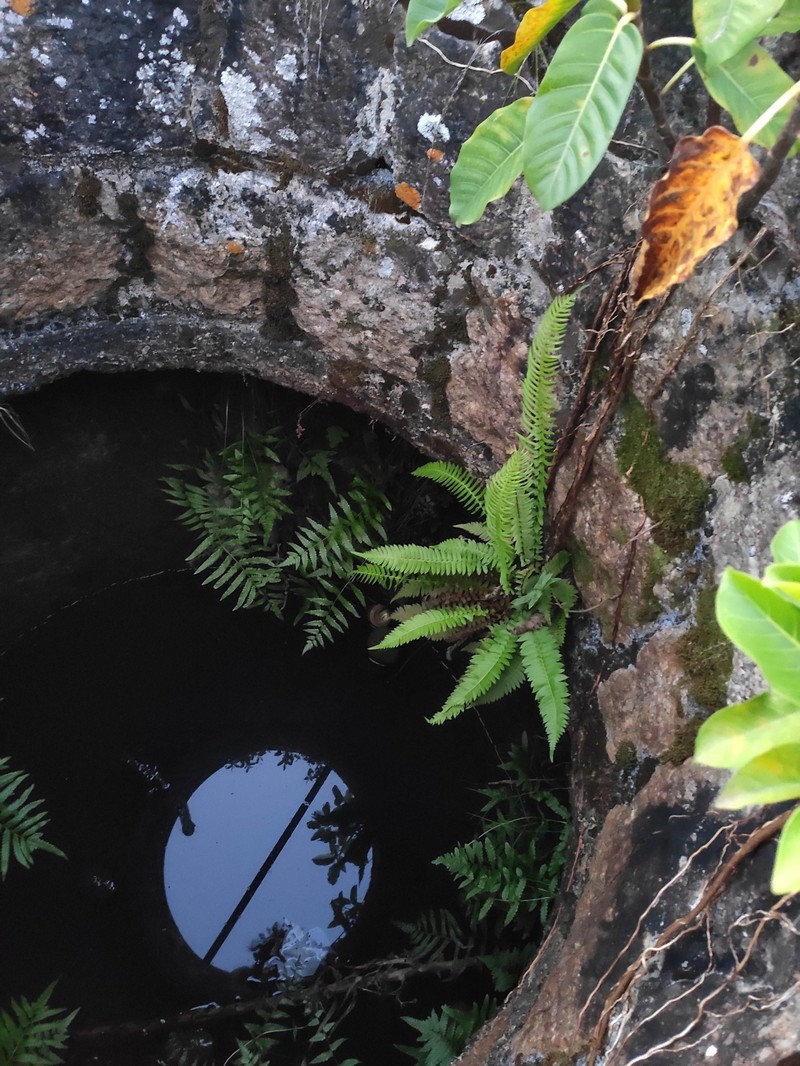Blechnum auriculatum photo 6
