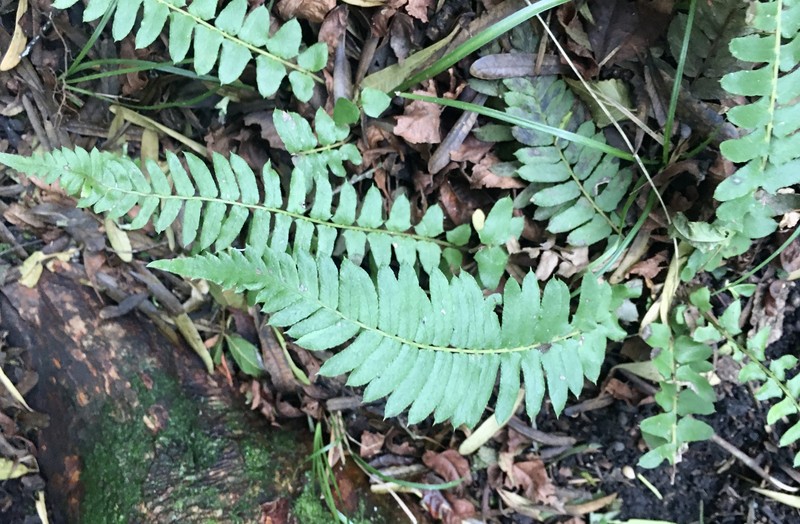 Blechnum auriculatum photo 7
