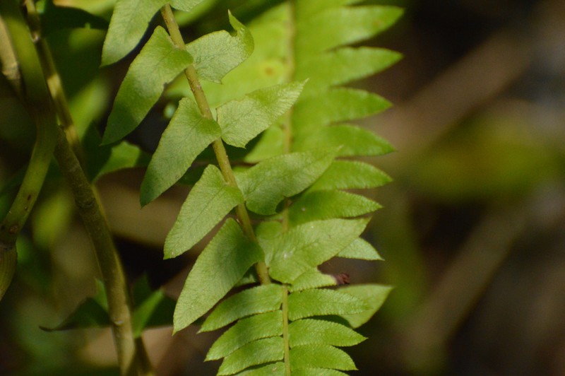 Blechnum auriculatum photo 8