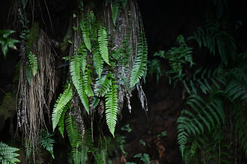 Blechnum australe