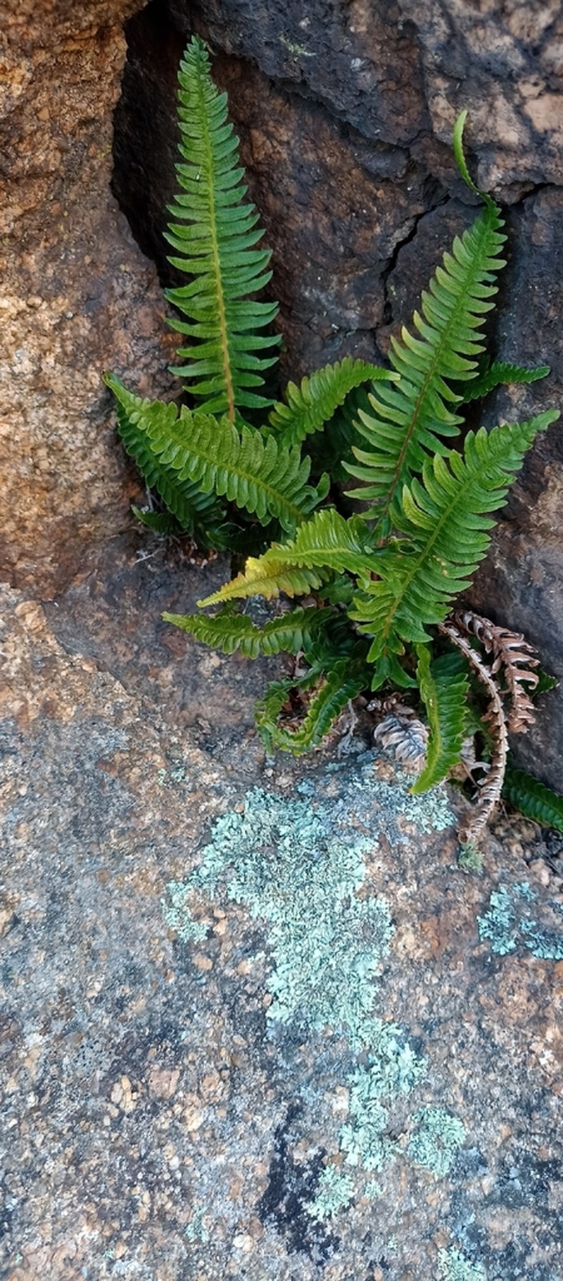 Blechnum australe photo 2