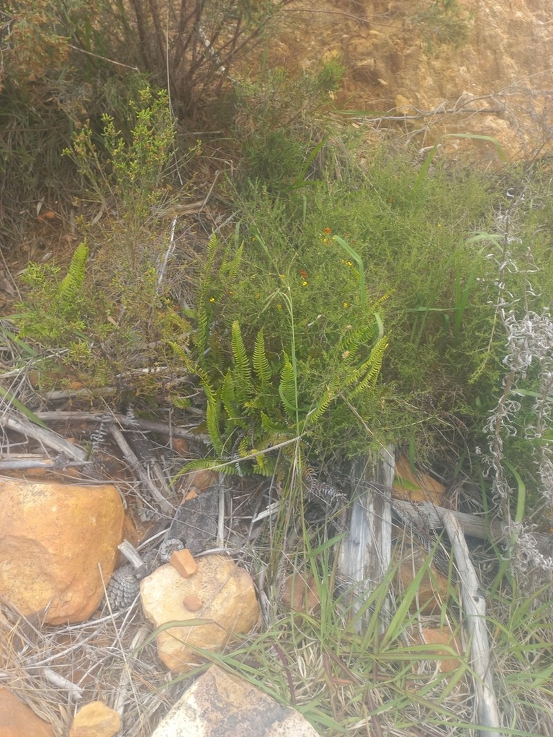 Blechnum australe photo 3
