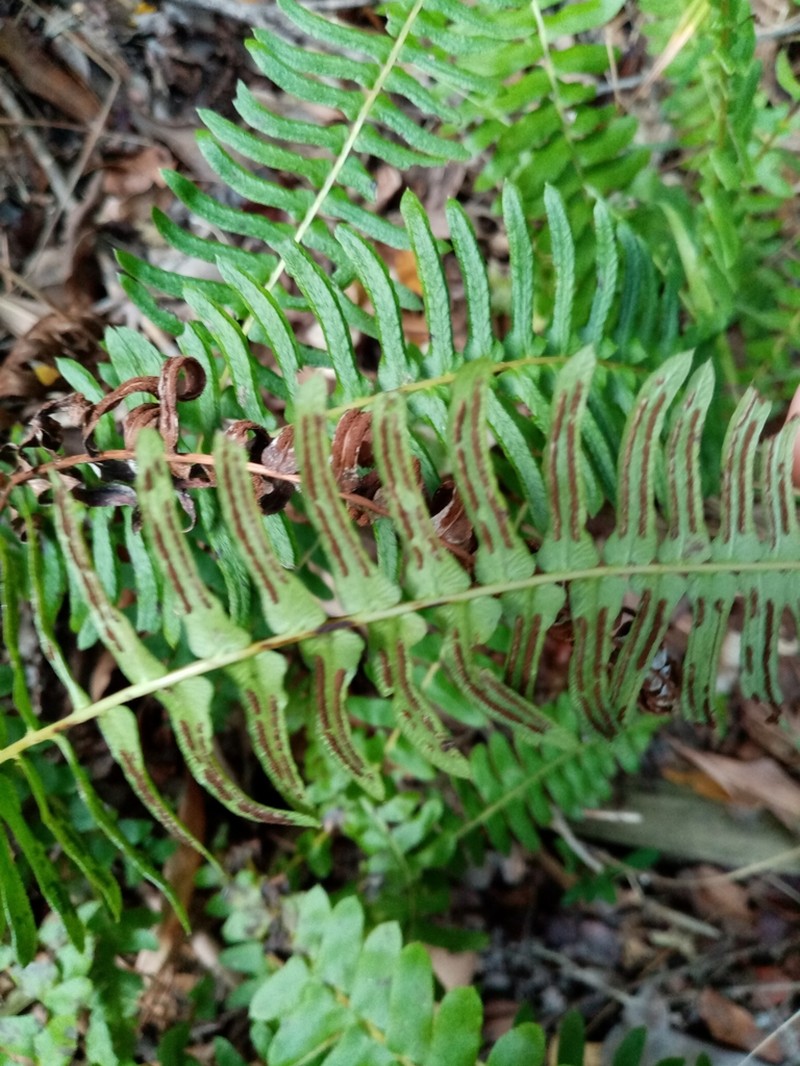 Blechnum australe photo 4