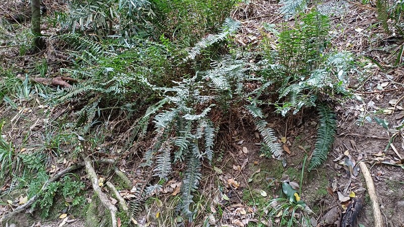 Blechnum australe photo 5