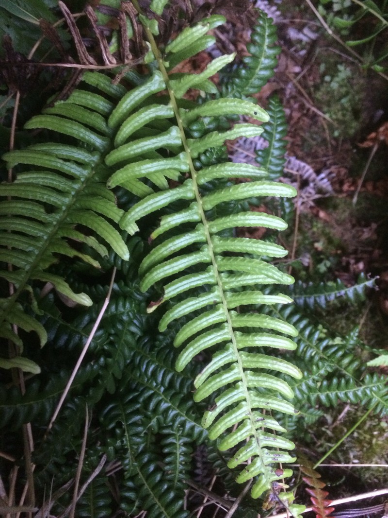 Blechnum australe photo 6