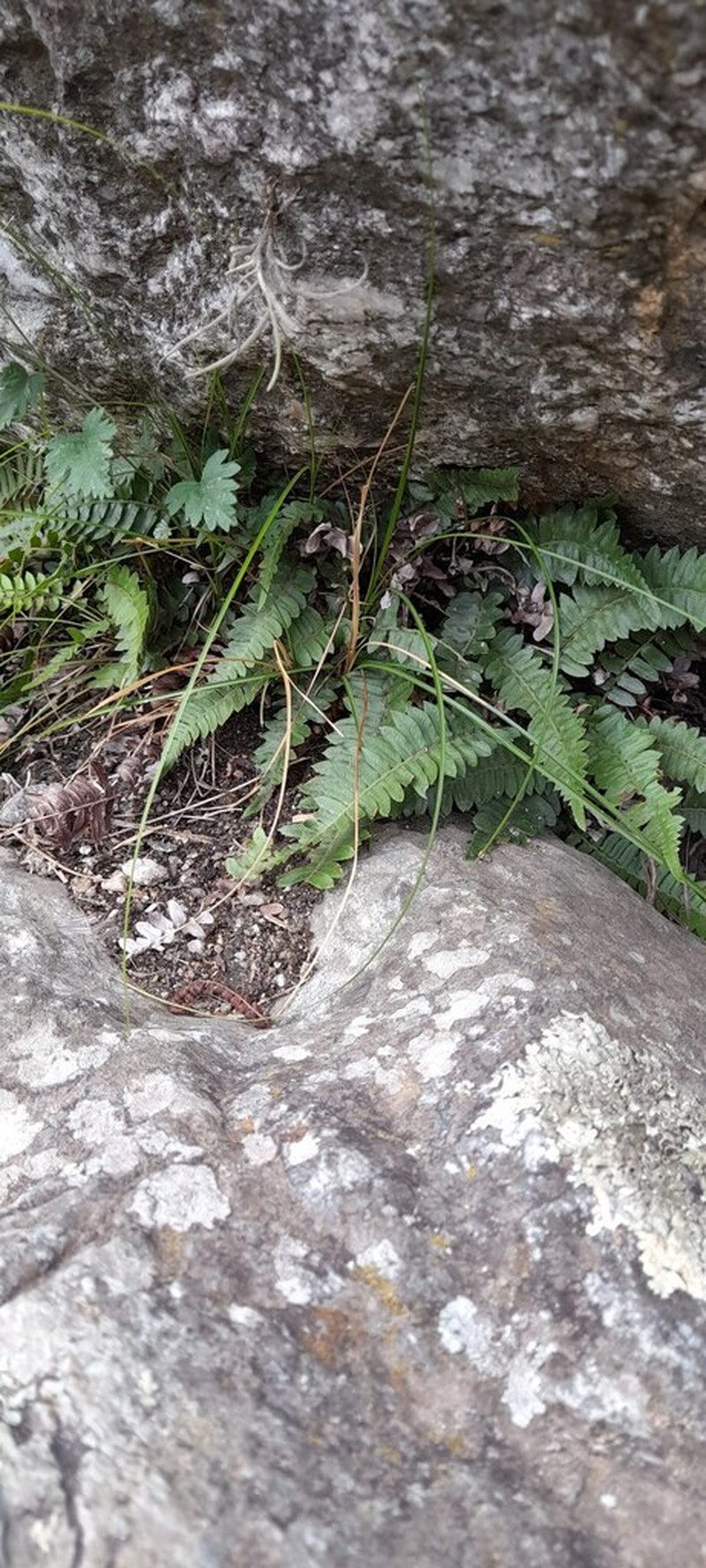Blechnum australe photo 7