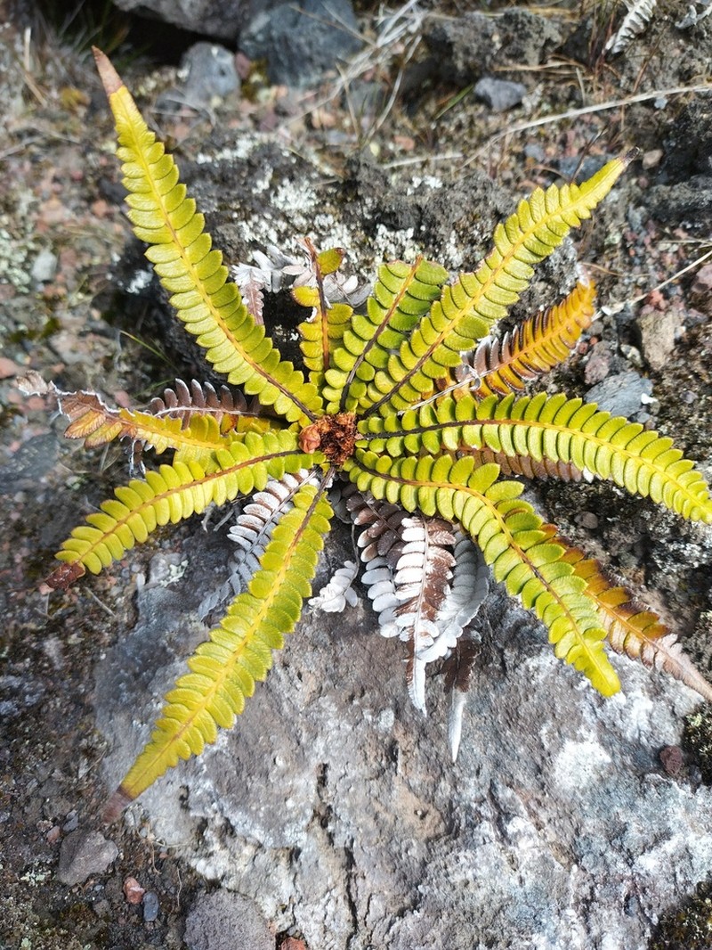 Blechnum australe photo 8