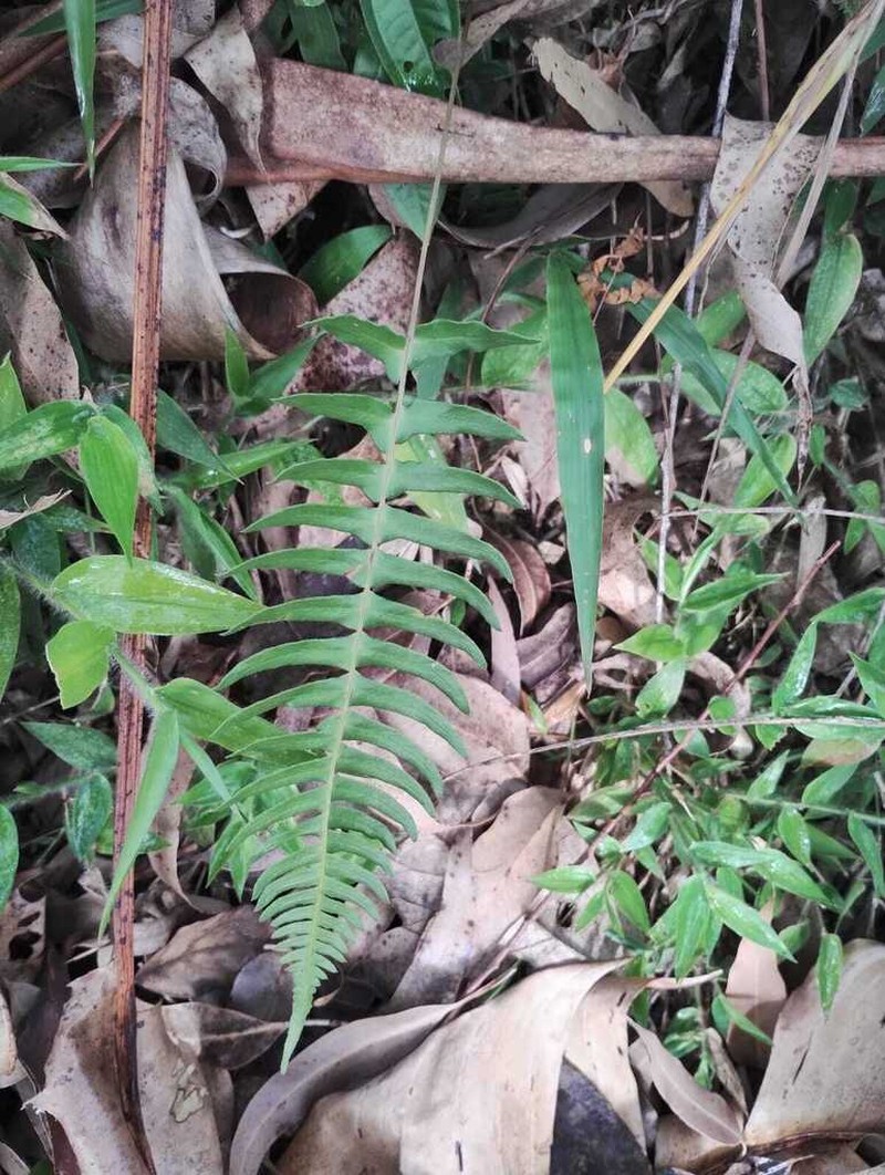 Blechnum austrobrasilianum