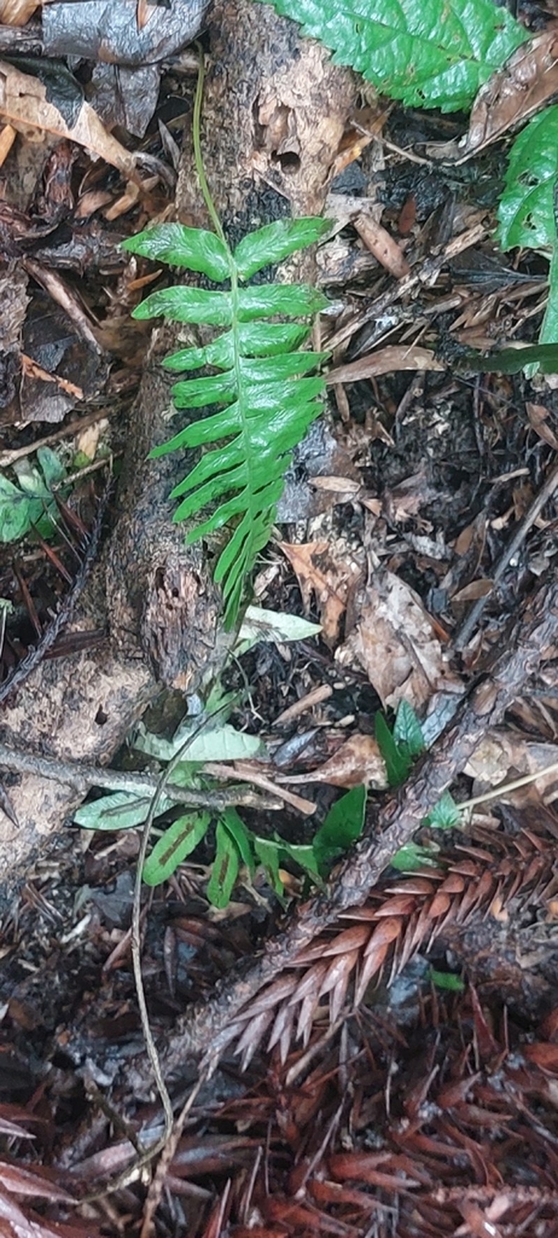 Blechnum austrobrasilianum photo 2