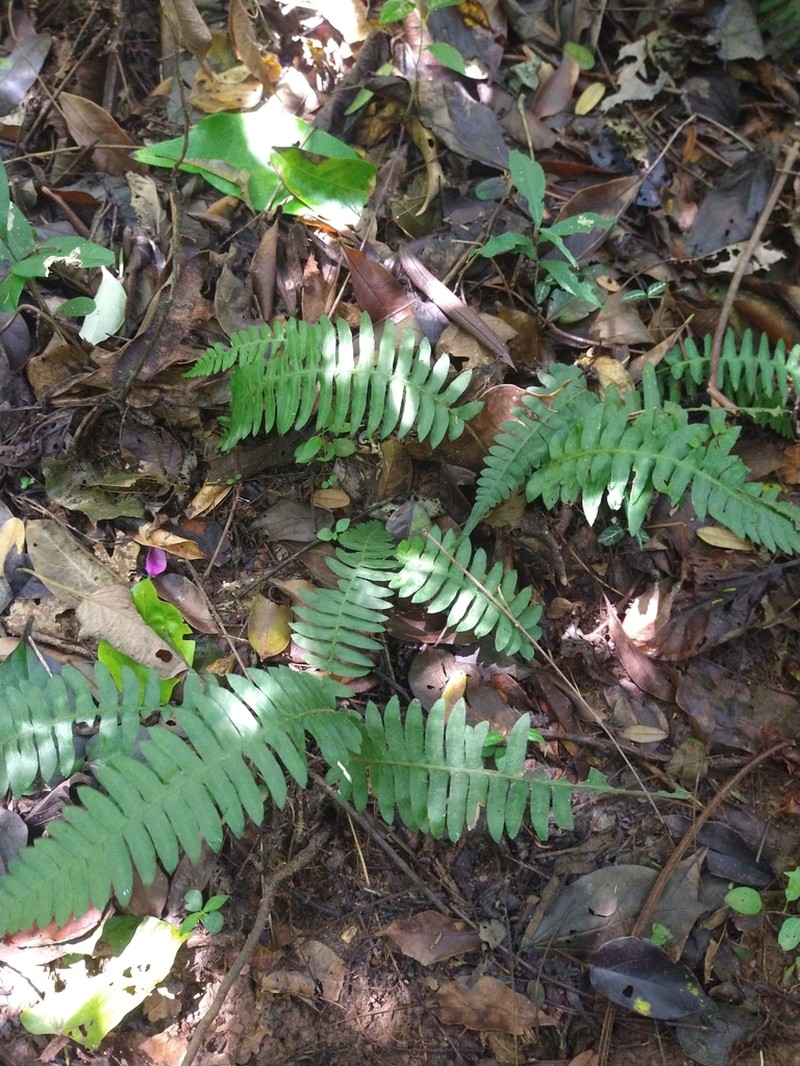 Blechnum austrobrasilianum photo 3