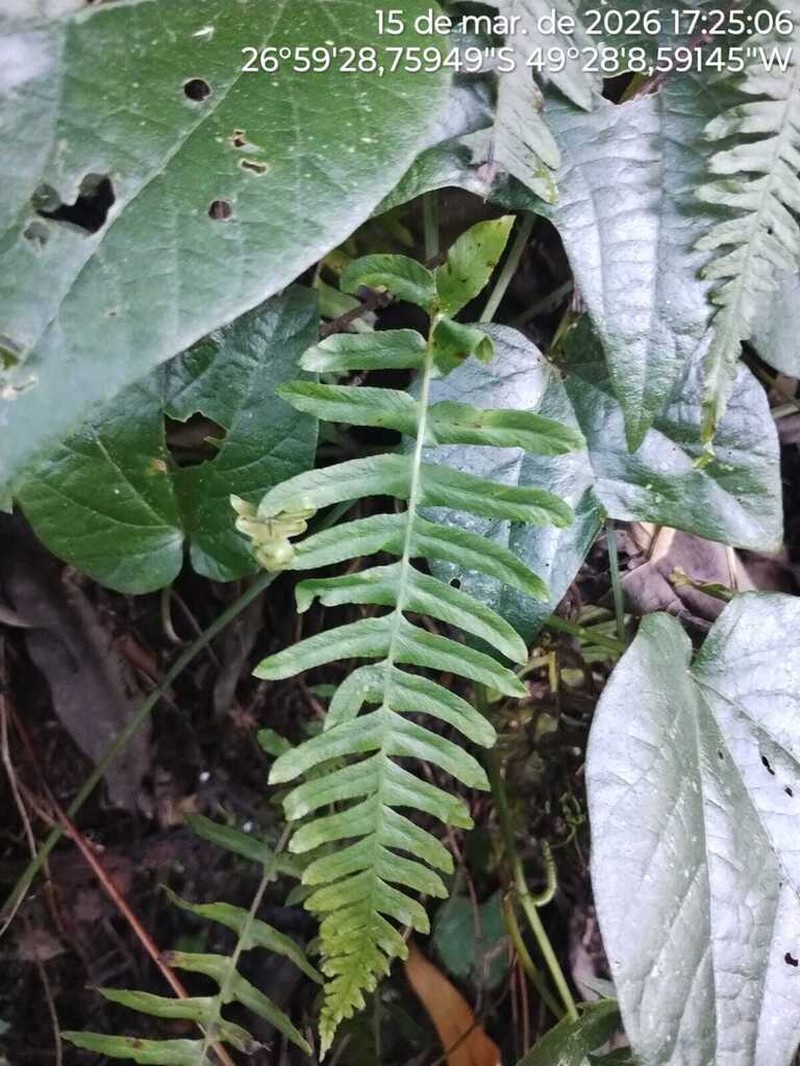 Blechnum austrobrasilianum photo 4