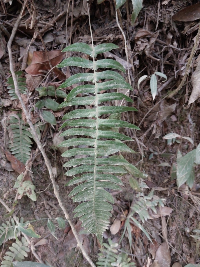 Blechnum austrobrasilianum photo 5