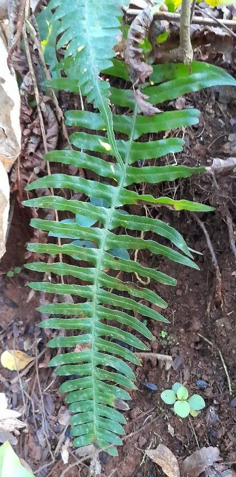 Blechnum austrobrasilianum photo 6