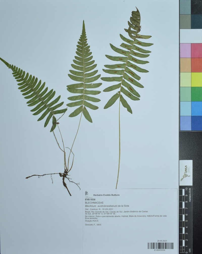 Blechnum austrobrasilianum photo 7