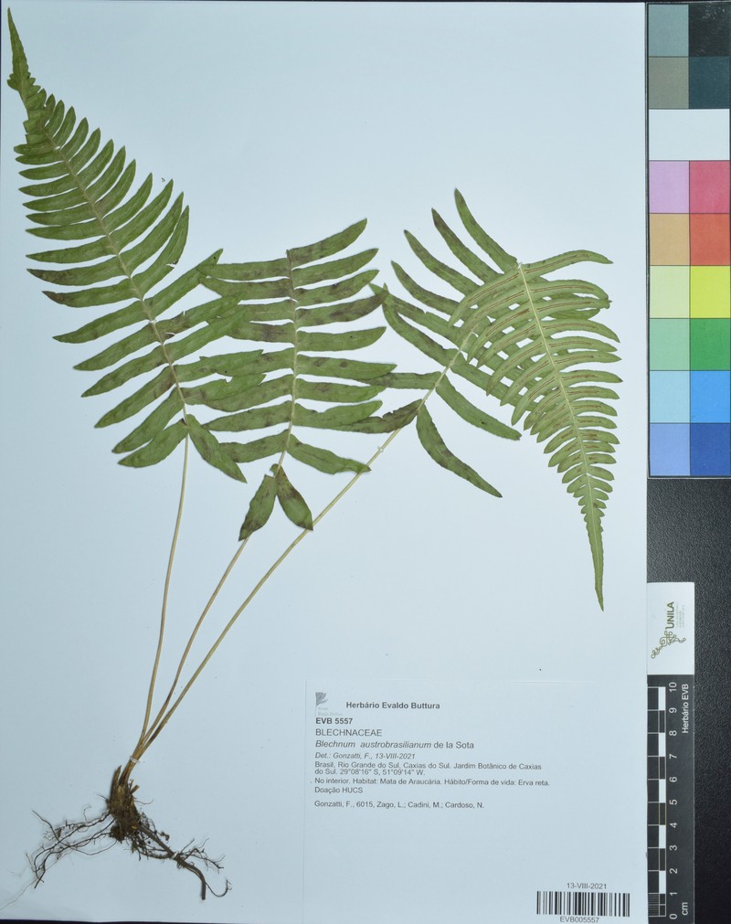 Blechnum austrobrasilianum photo 8