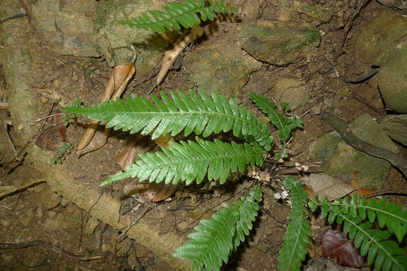 Blechnum austrocaledonicum