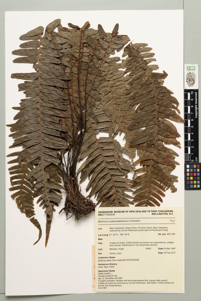 Blechnum austrocaledonicum photo 2