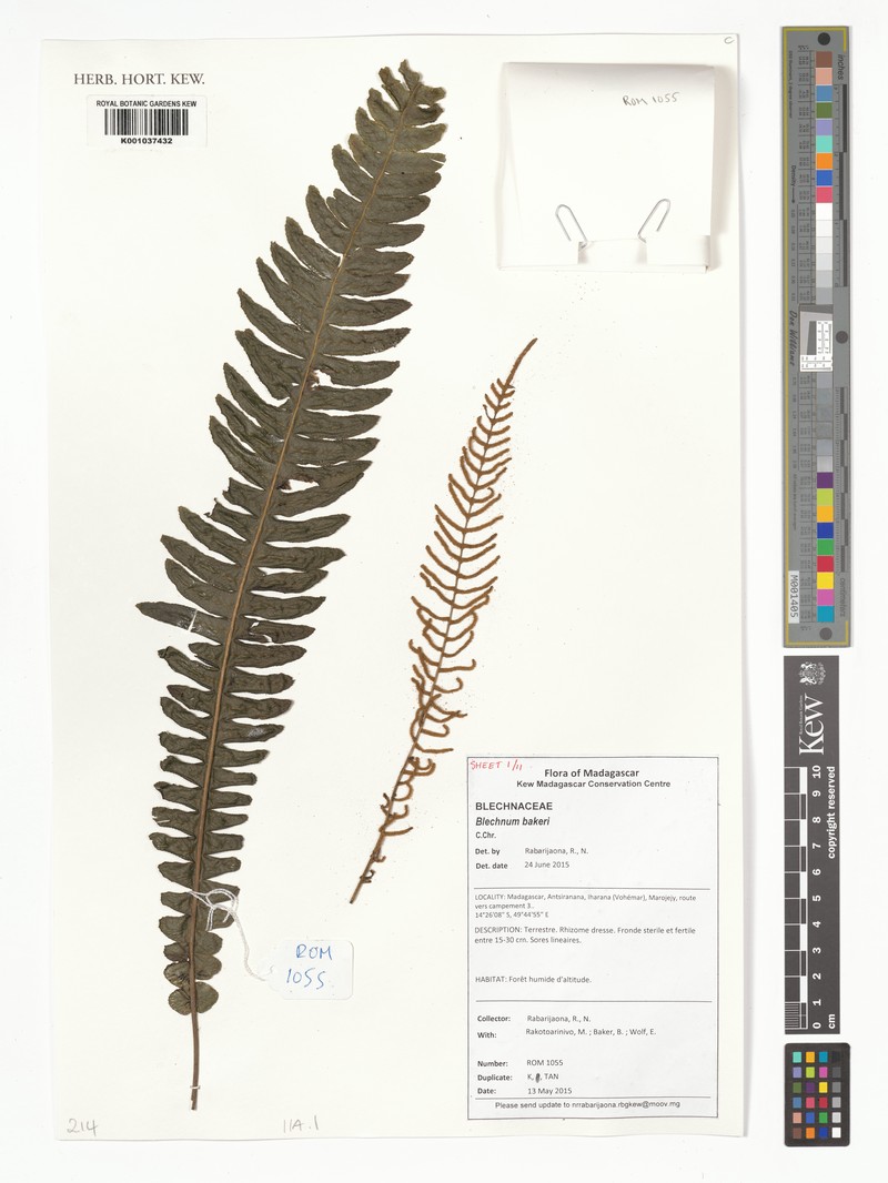 Blechnum bakeri