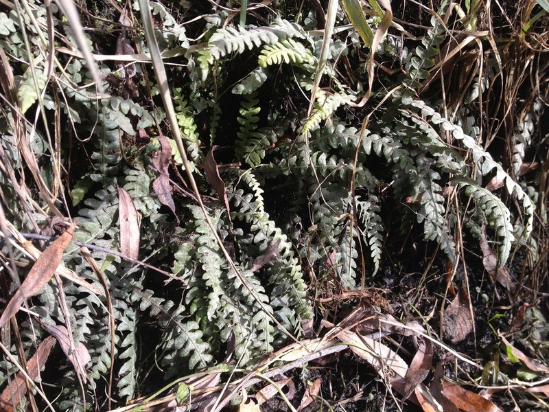 Blechnum banksii
