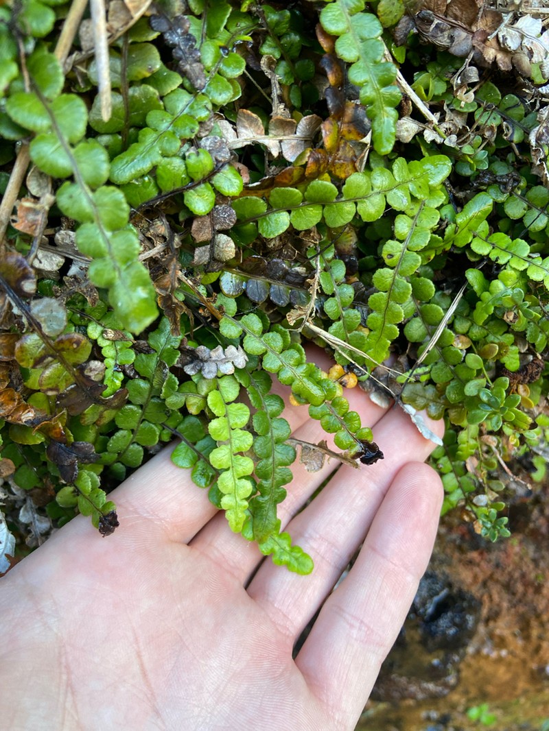 Blechnum banksii photo 2