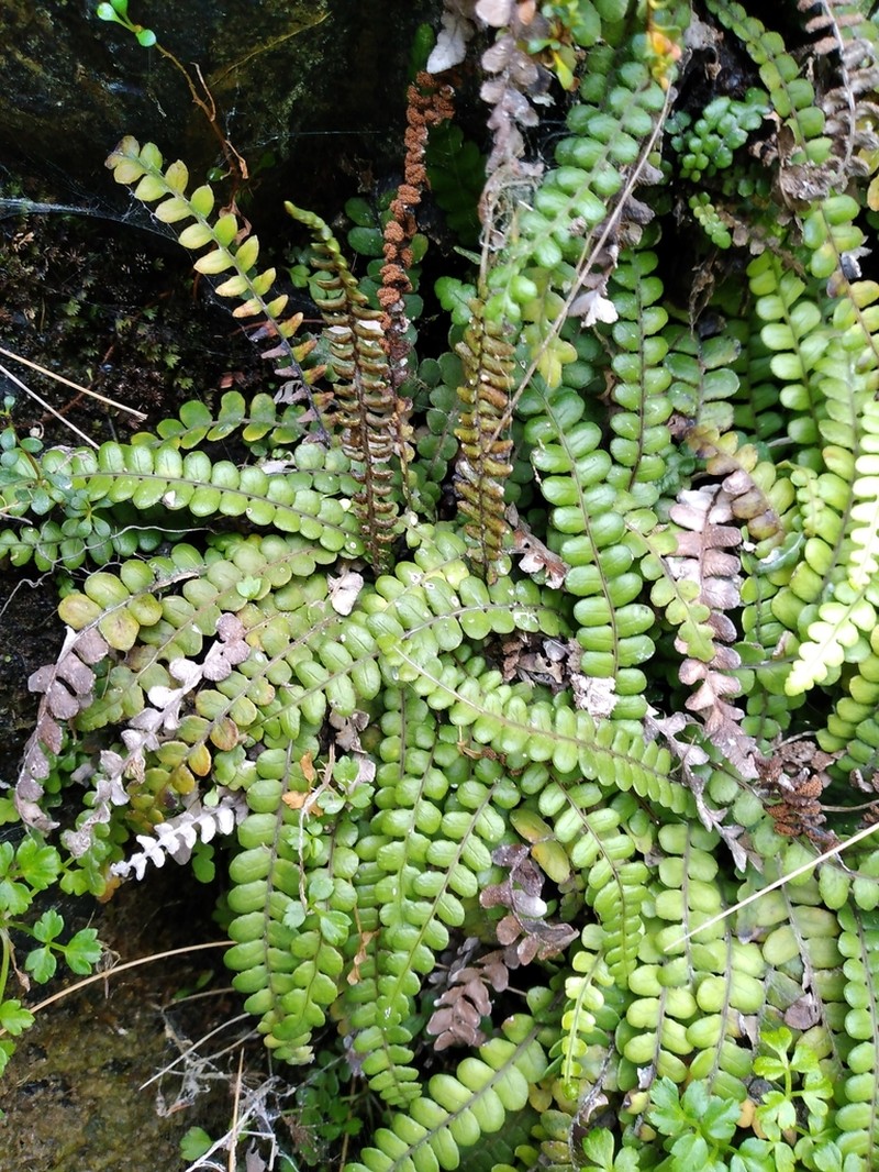 Blechnum banksii photo 3