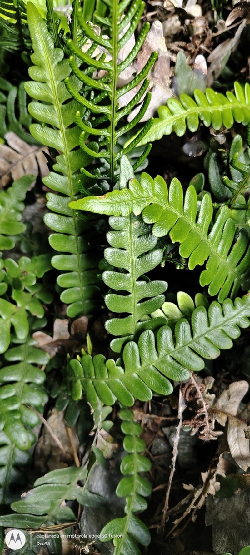 Blechnum banksii photo 4