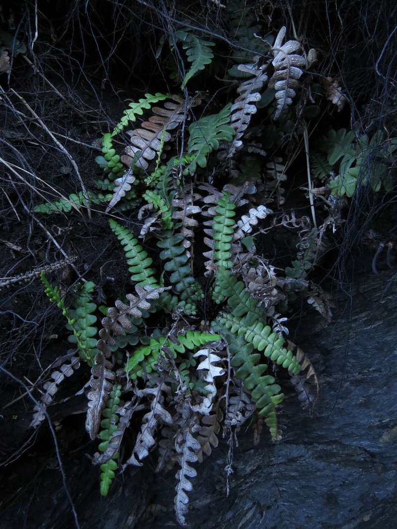 Blechnum banksii photo 5