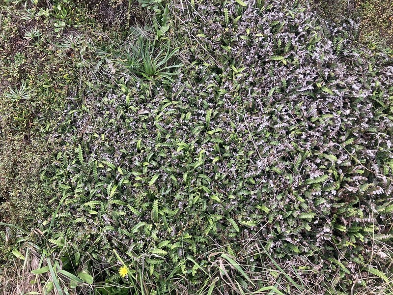 Blechnum banksii photo 6