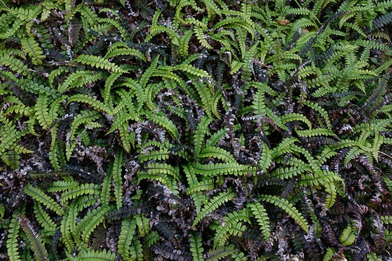 Blechnum banksii photo 7