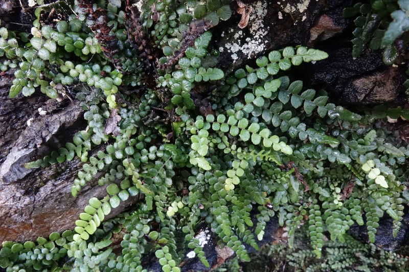 Blechnum banksii photo 8