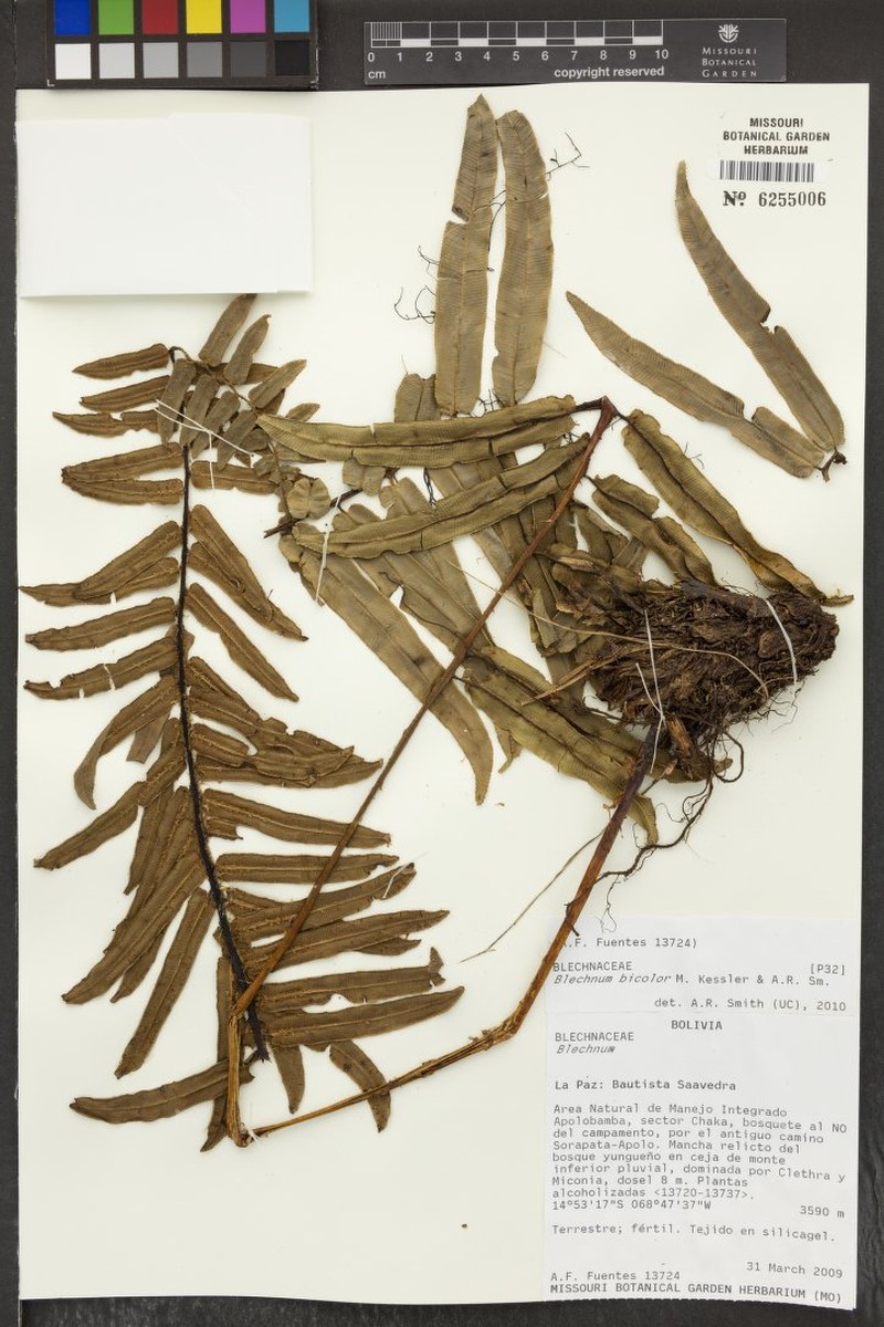 Blechnum bicolor