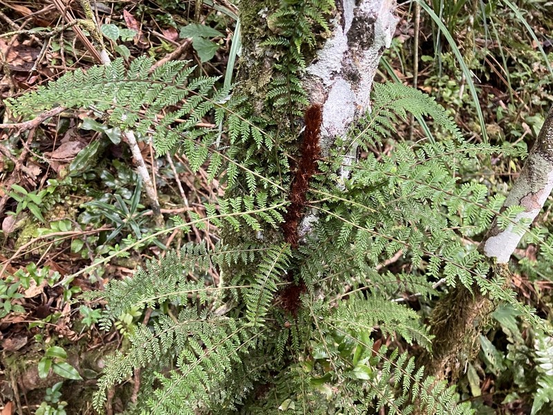 Blechnum biforme