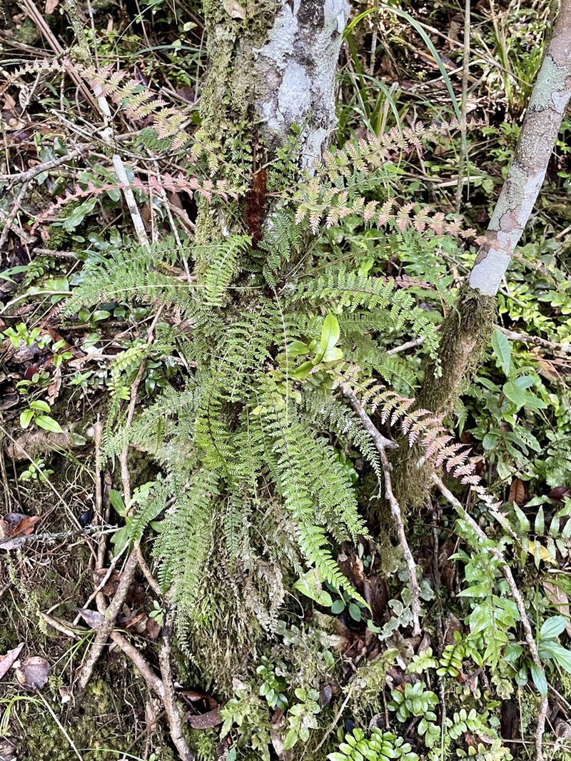 Blechnum biforme photo 3