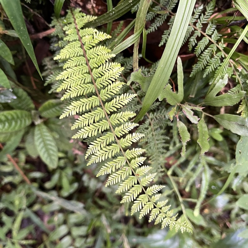 Blechnum biforme photo 4