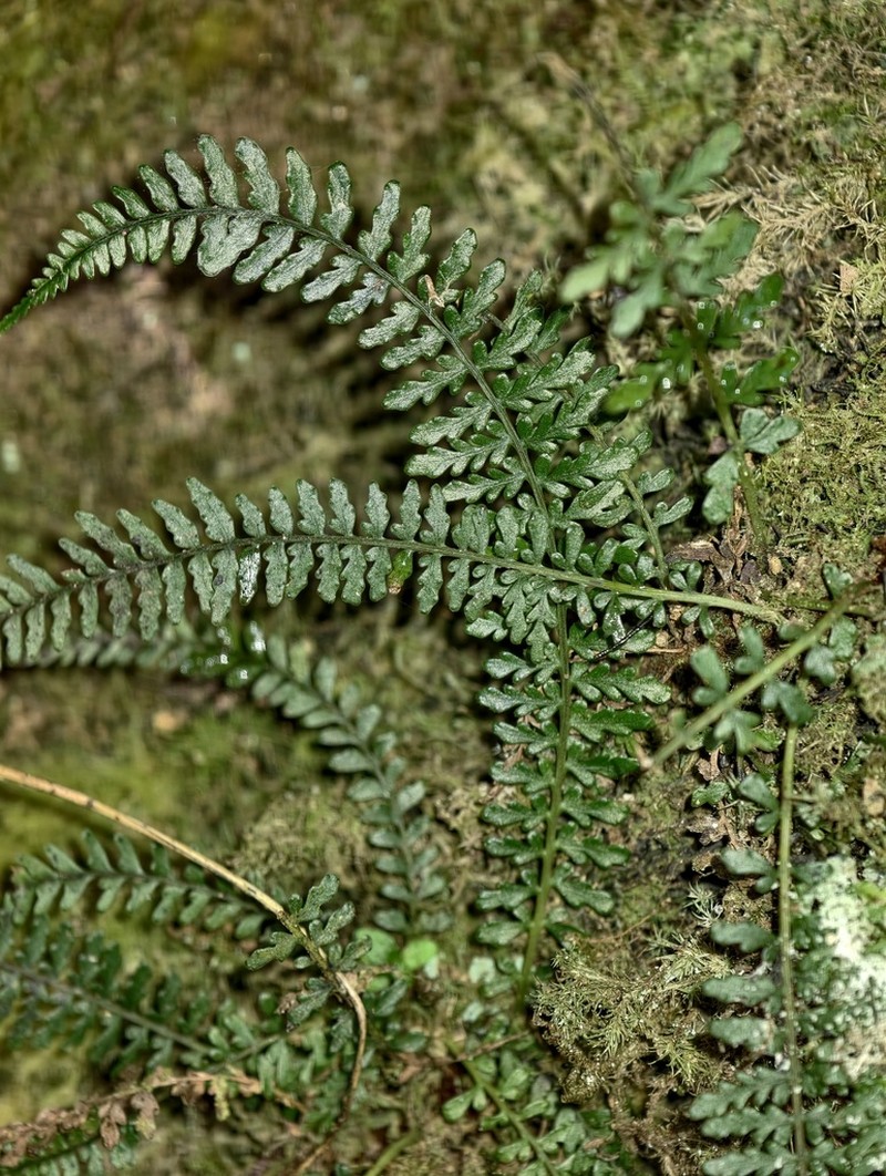 Blechnum biforme photo 5
