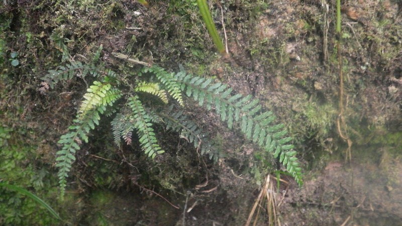 Blechnum biforme photo 6