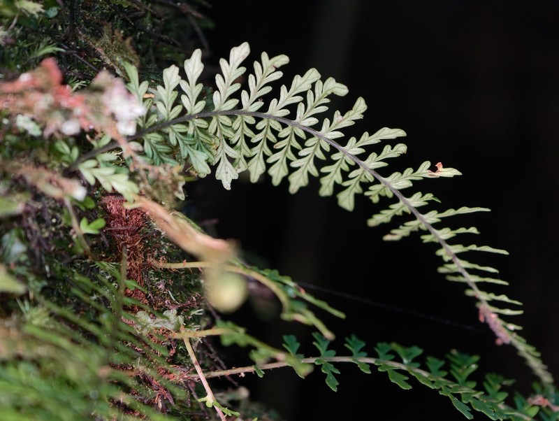 Blechnum biforme photo 7
