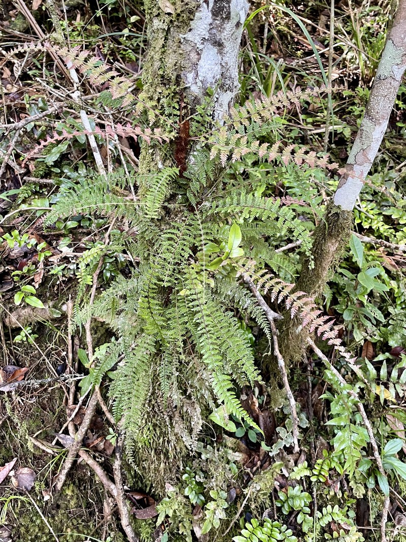 Blechnum biforme photo 8