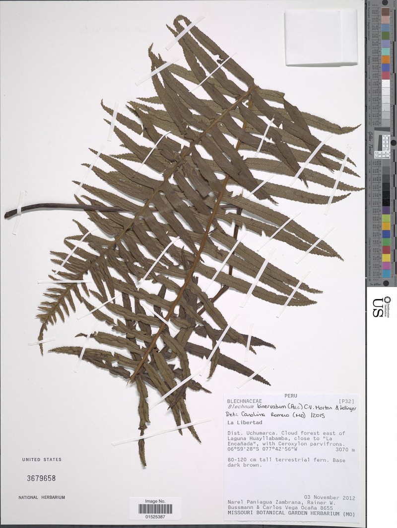 Blechnum binervatum