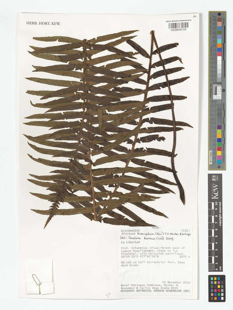 Blechnum binervatum photo 2