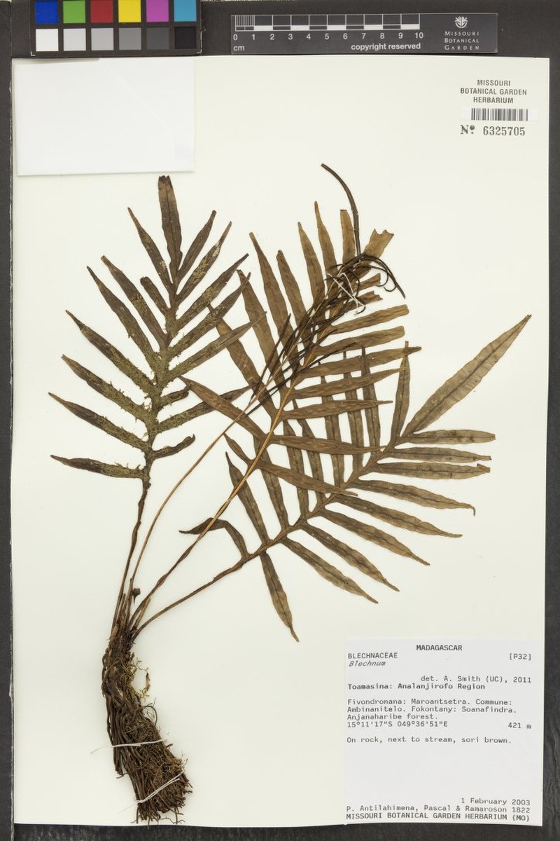 Blechnum bonapartei