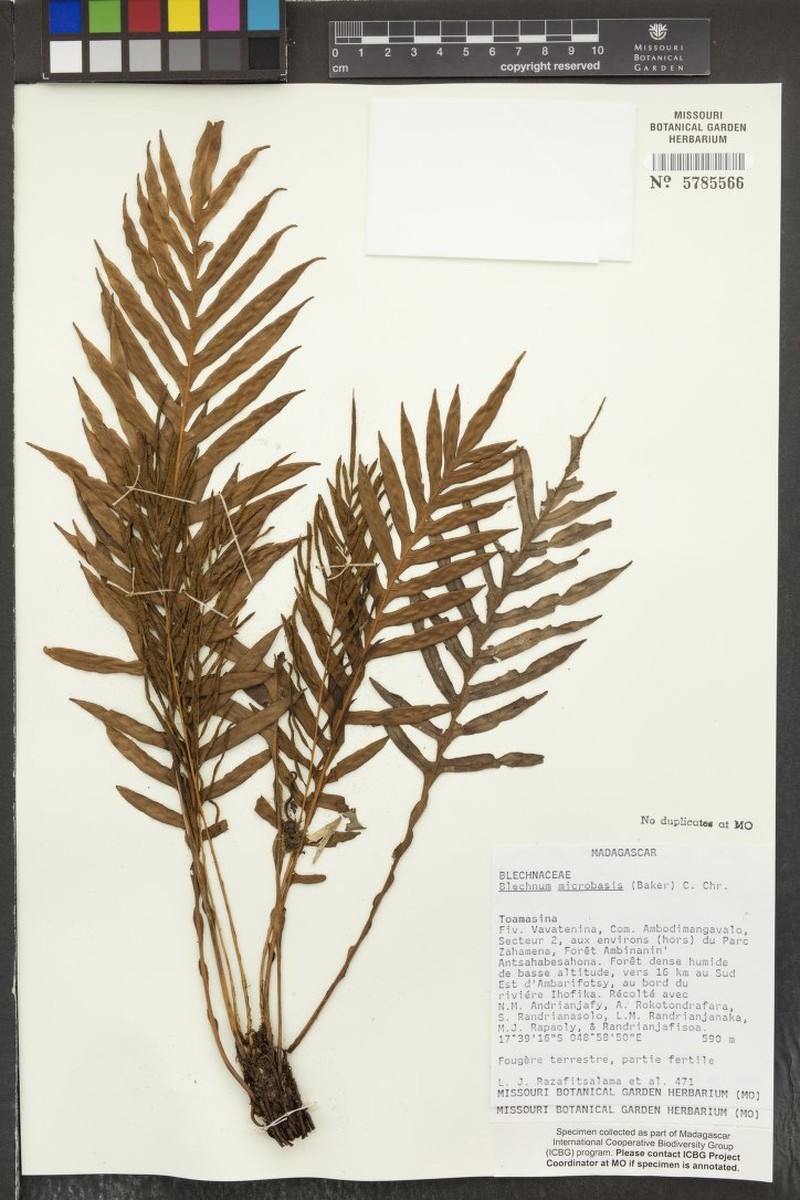Blechnum bonapartei photo 2