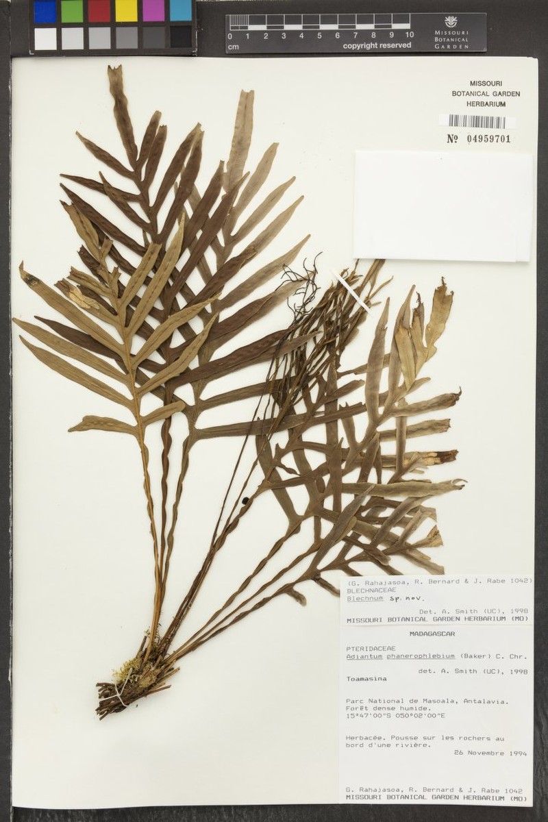 Blechnum bonapartei photo 4