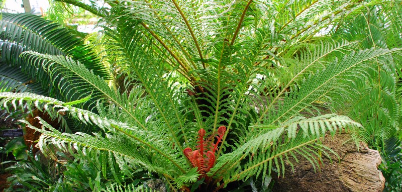 Blechnum brasiliense