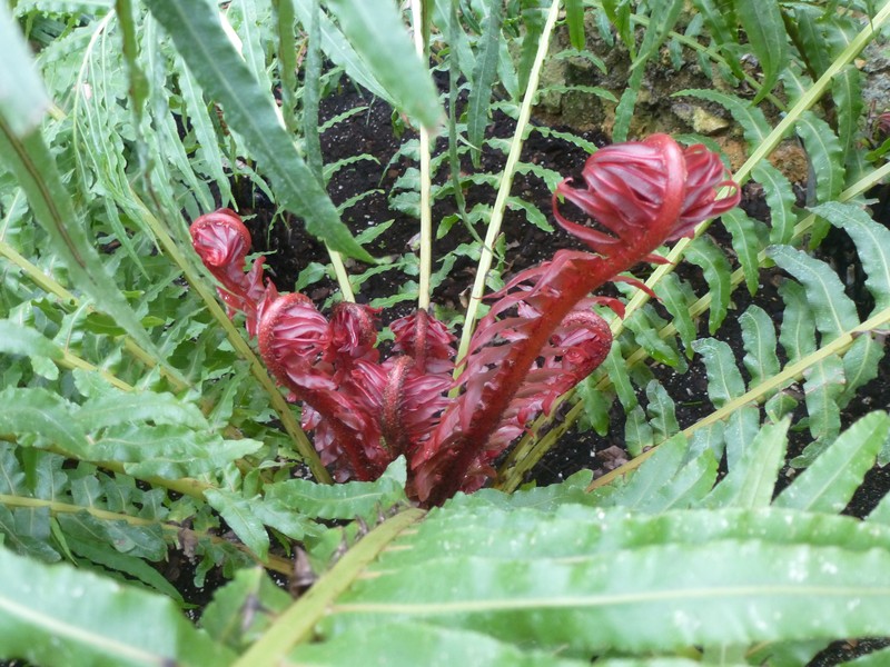Blechnum brasiliense photo 2