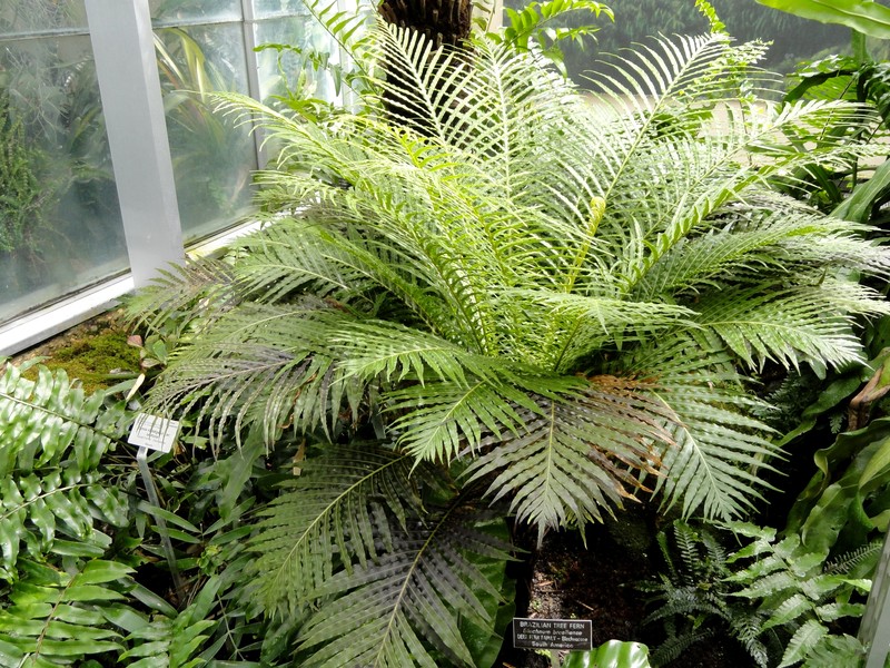 Blechnum brasiliense photo 3