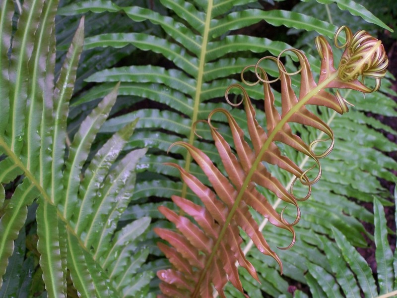 Blechnum brasiliense photo 4