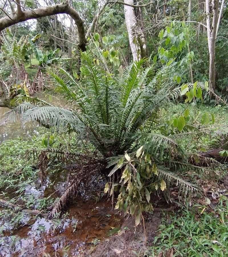 Blechnum brasiliense photo 5