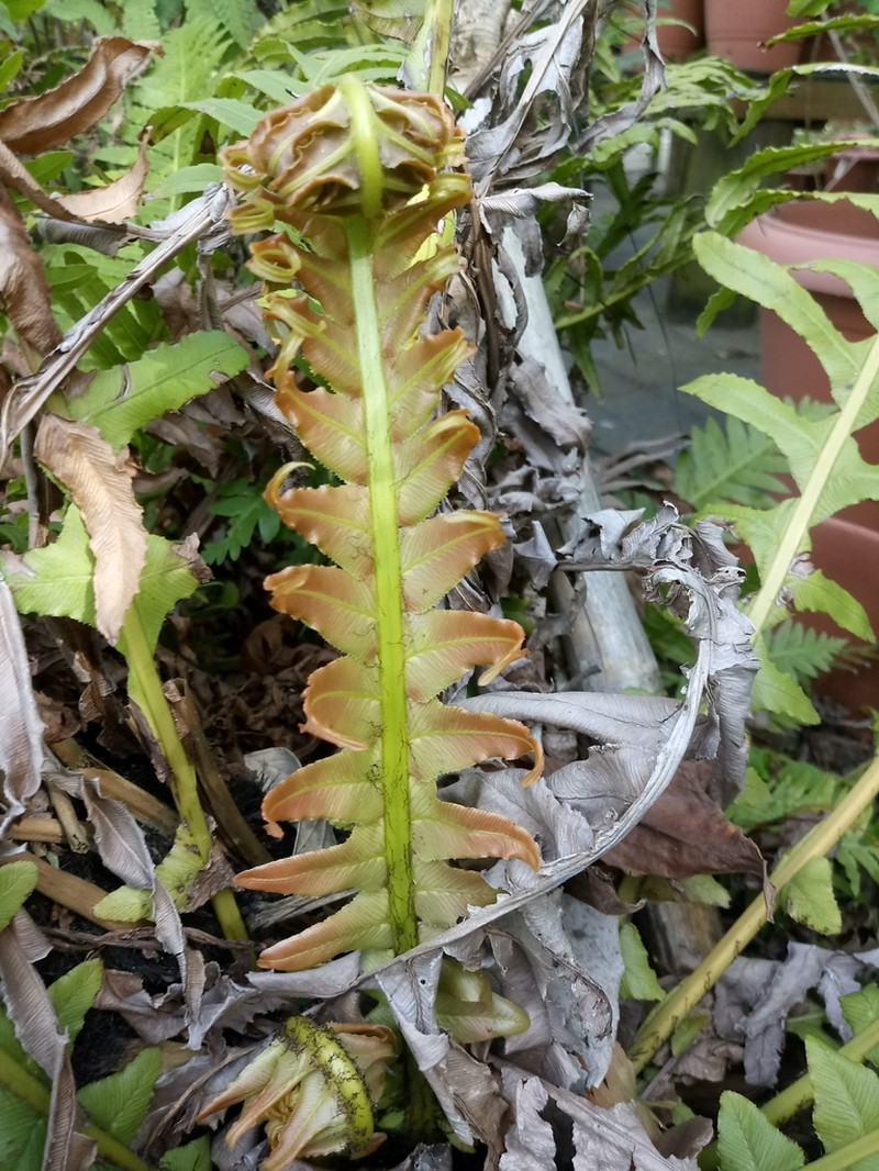Blechnum brasiliense photo 6